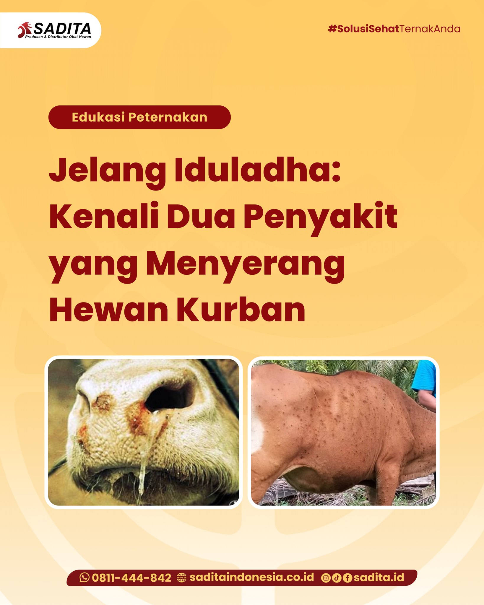 Kenali dua Penyakit yang Menyerang Hewan Kurban