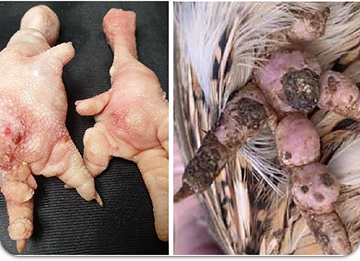 Penyakit Pododermatitis Pada Broiler
