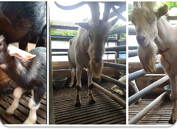 AWAS! PENYAKIT-PENYAKIT STRATEGIS PADA KAMBING