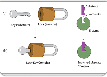 PERAN ENZIM PADA AYAM MODERN